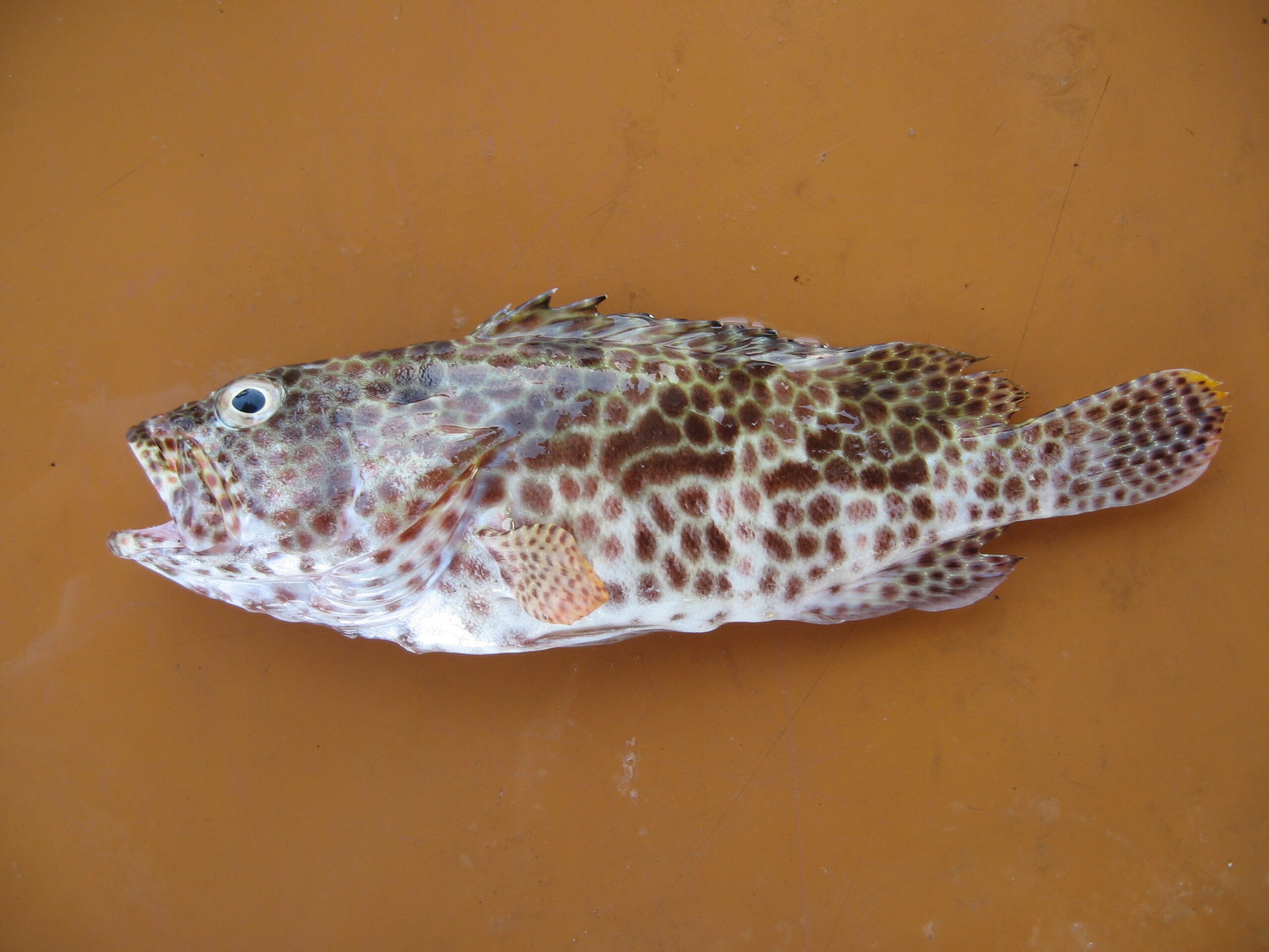 成功する沖縄移住】バカでブサイクでおいしい愛すべき魚「ミーバイ」を 